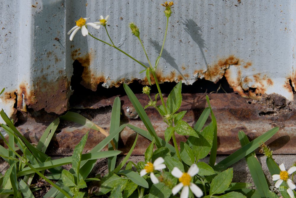 D81_2063.jpg