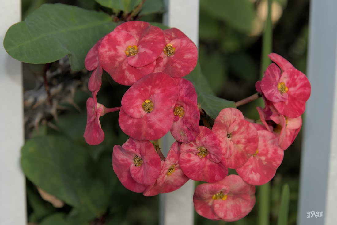 D81_2319.jpg
