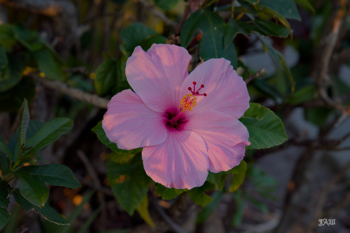 D81_2474.jpg