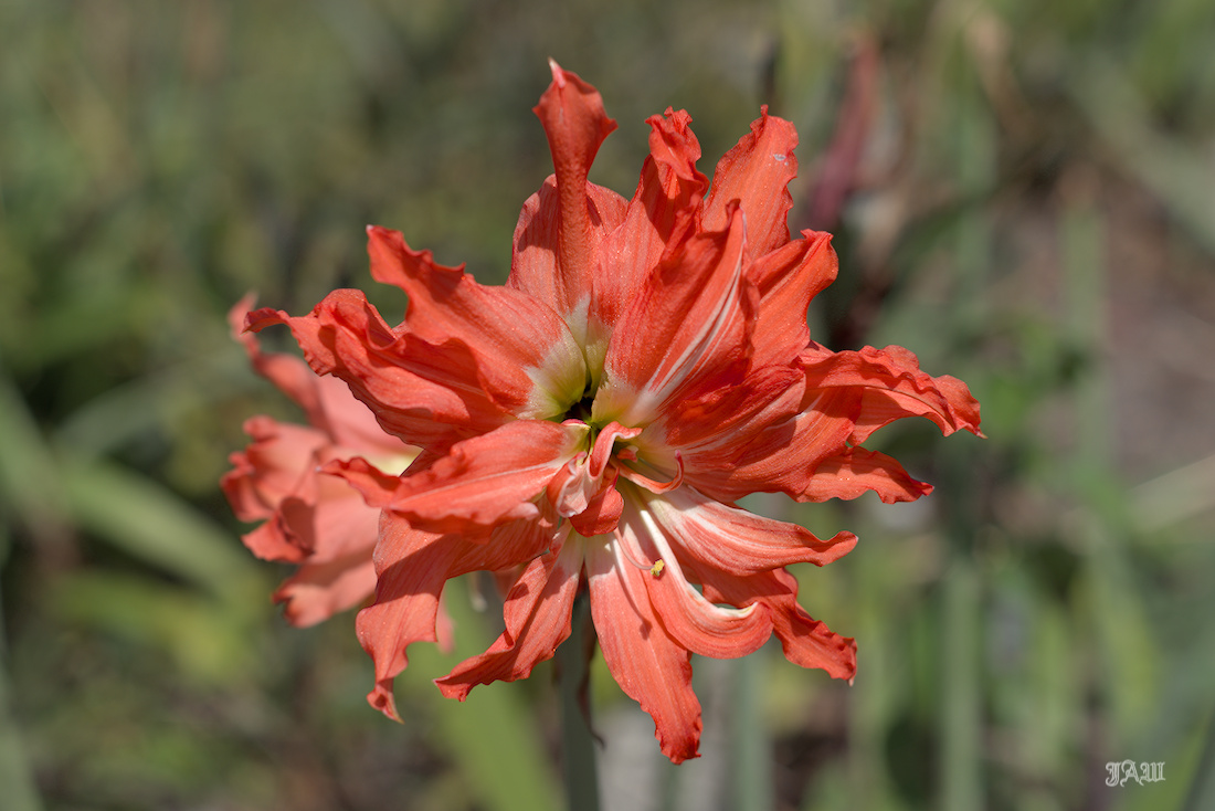 D81_2487.jpg