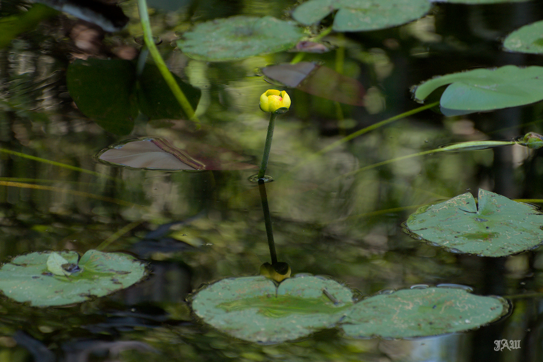 D81_2591.jpg