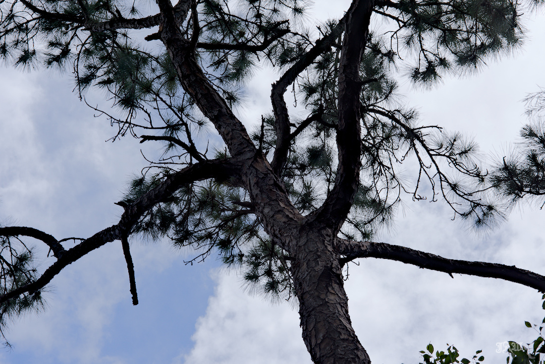 D81_2750.jpg