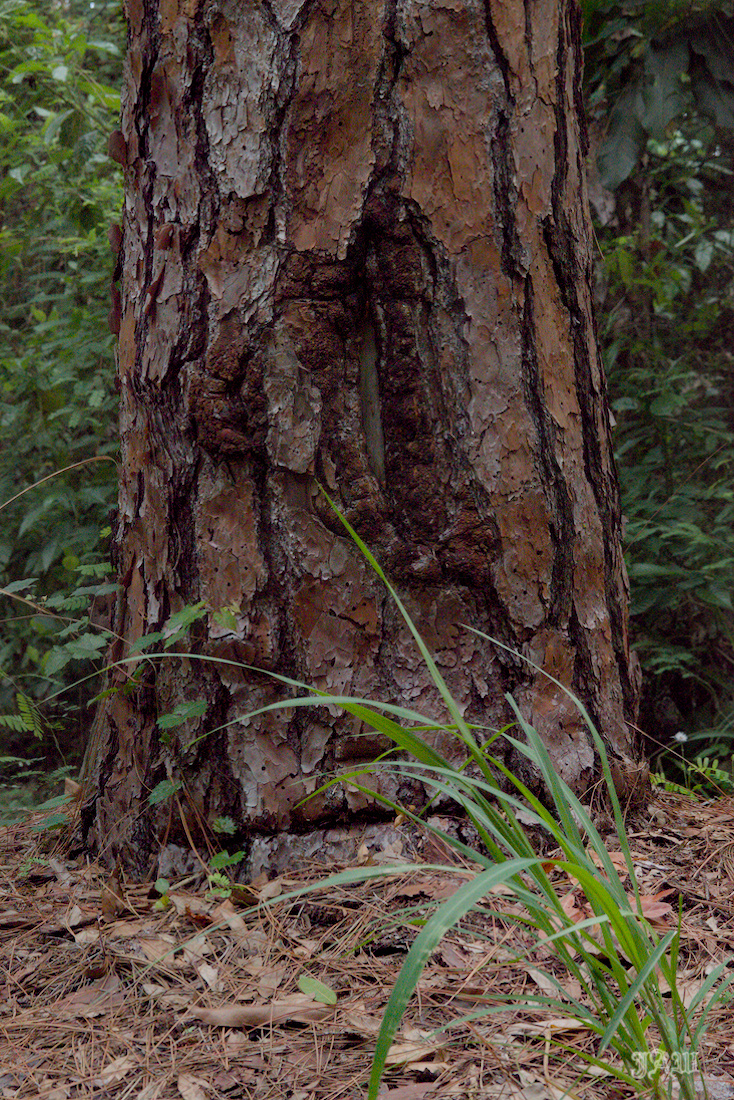 D81_2753.jpg