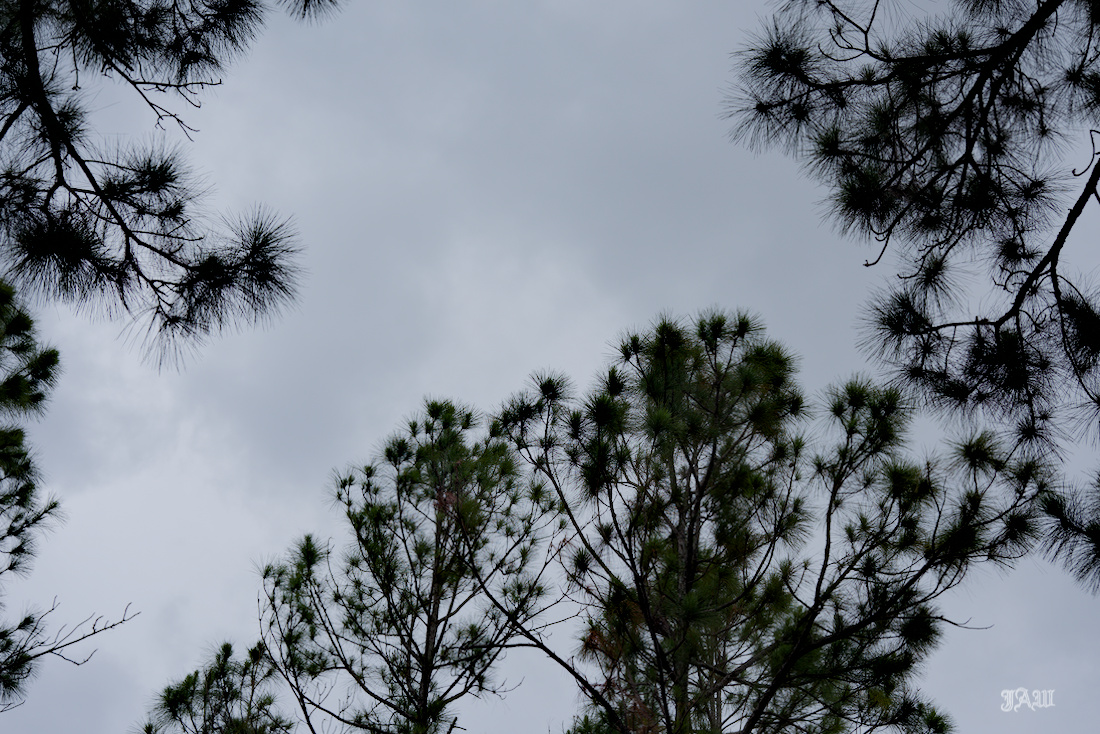 D81_2789.jpg