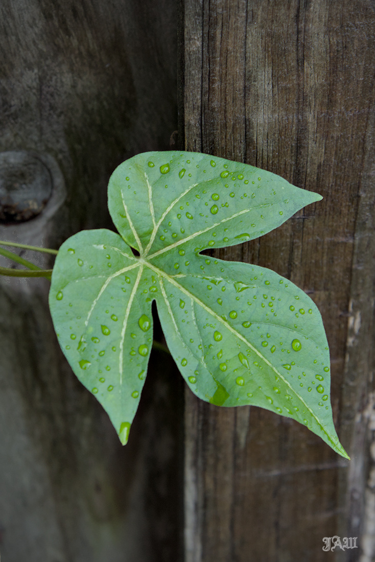 D81_3137_leaf.jpg