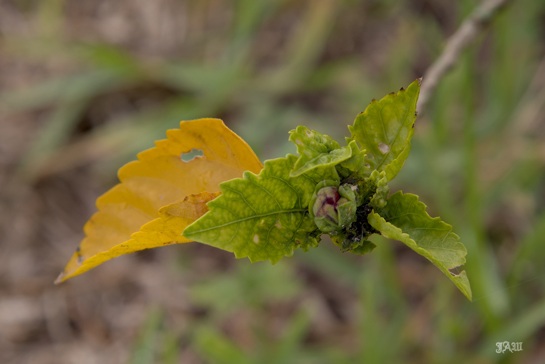 D81_3142.jpg
