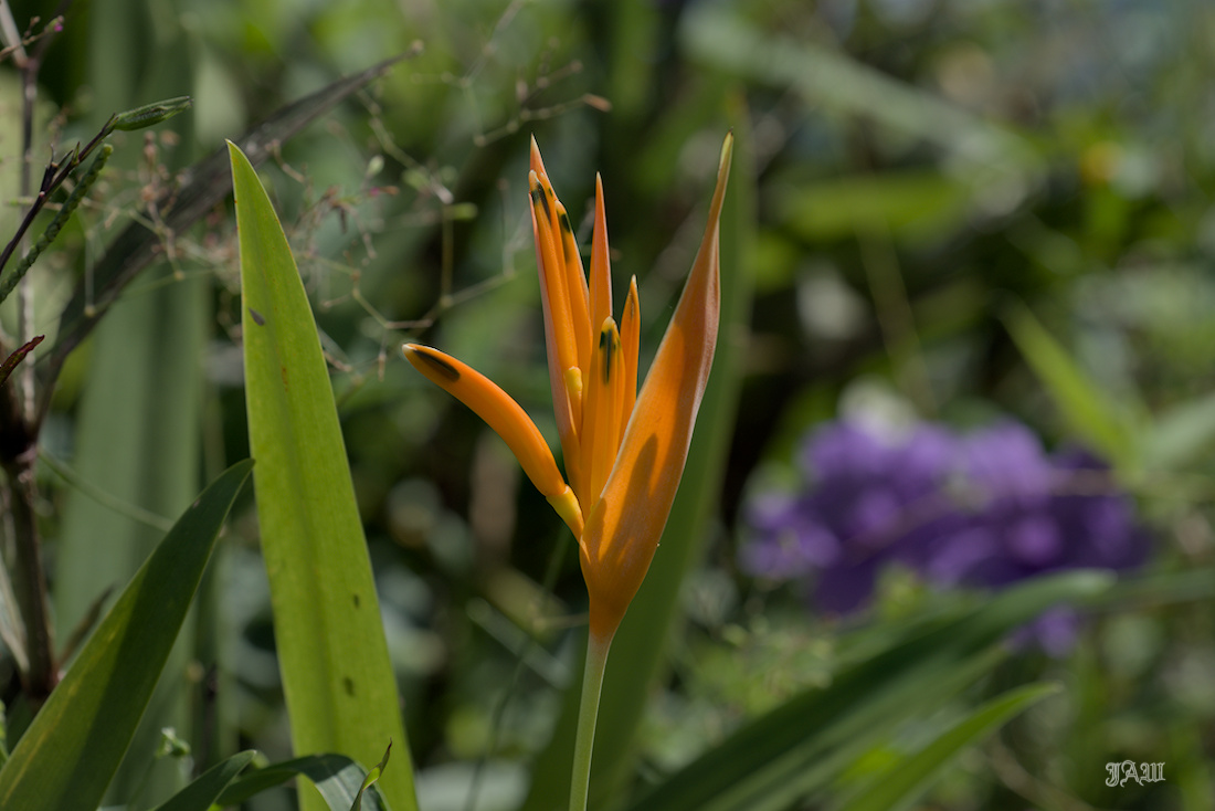 D81_3247.jpg