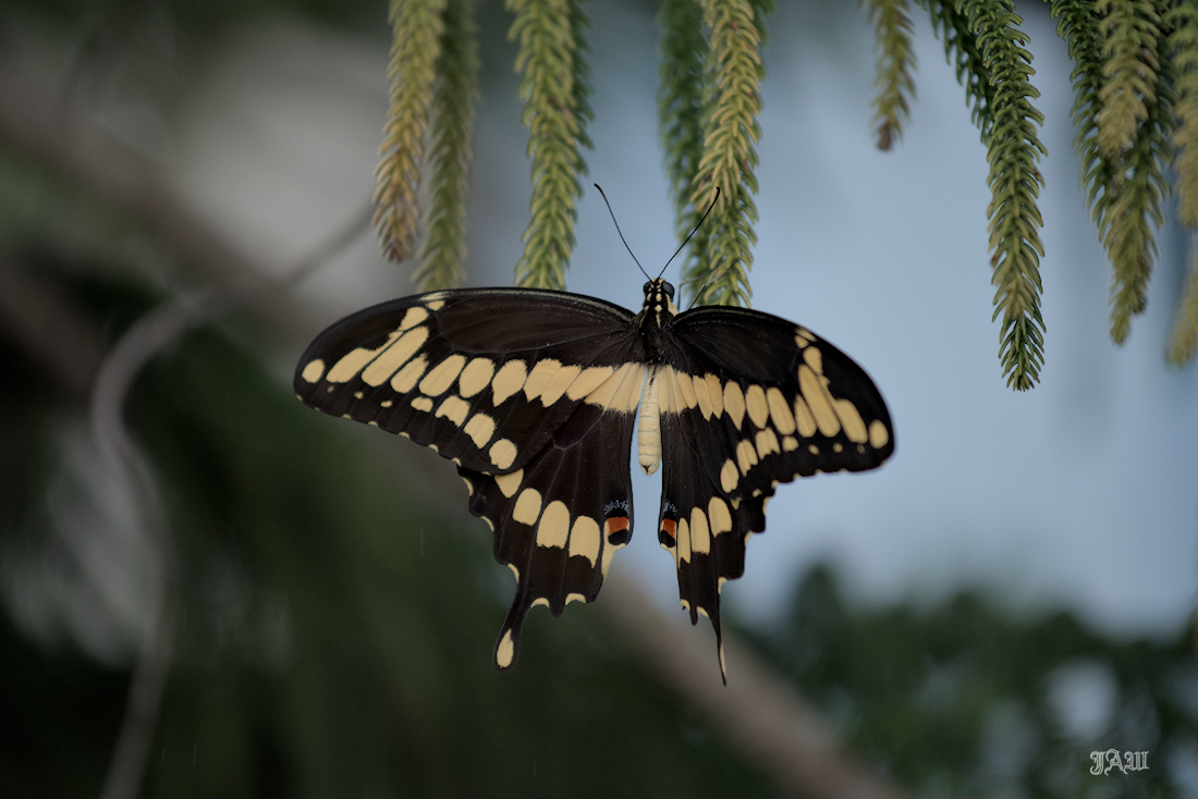 Giant swallowtail