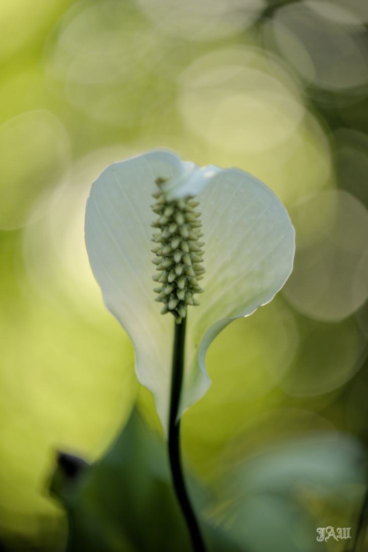 Peace Lily