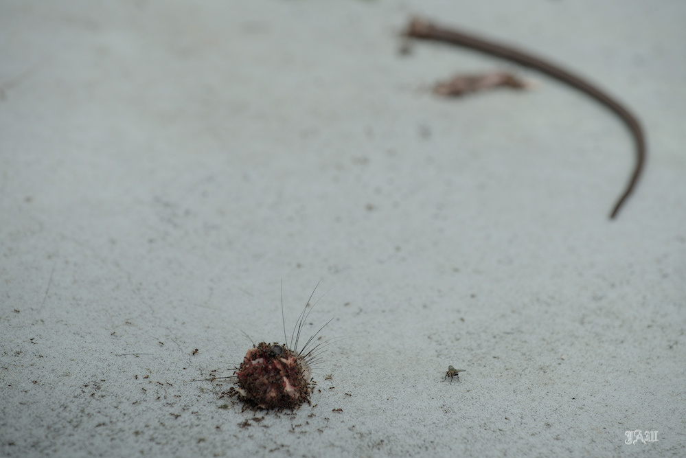 D81_3383.jpg