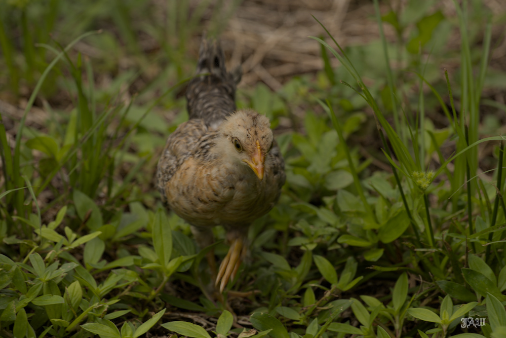 D81_3386.jpg
