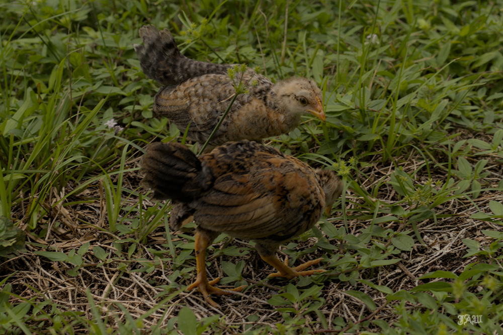 D81_3390.jpg