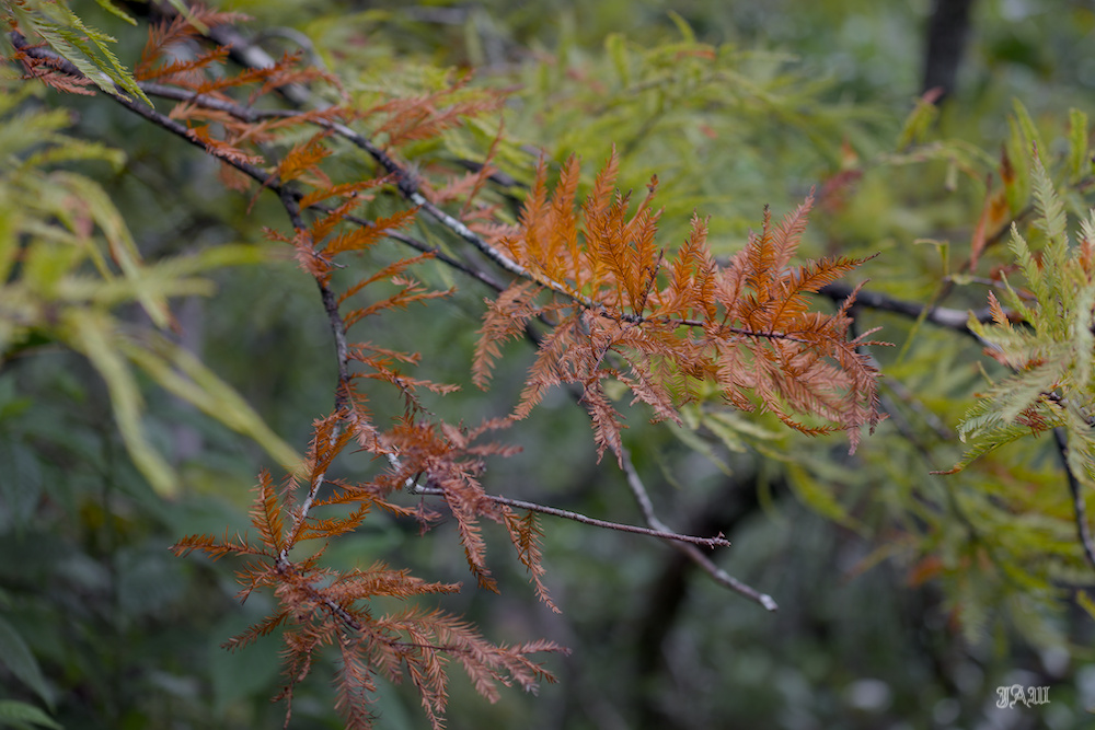D81_3706_Tree.jpg