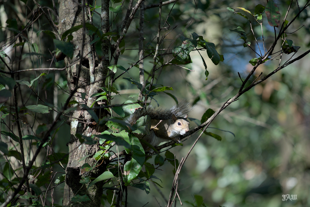 D81_3712_Animals.jpg