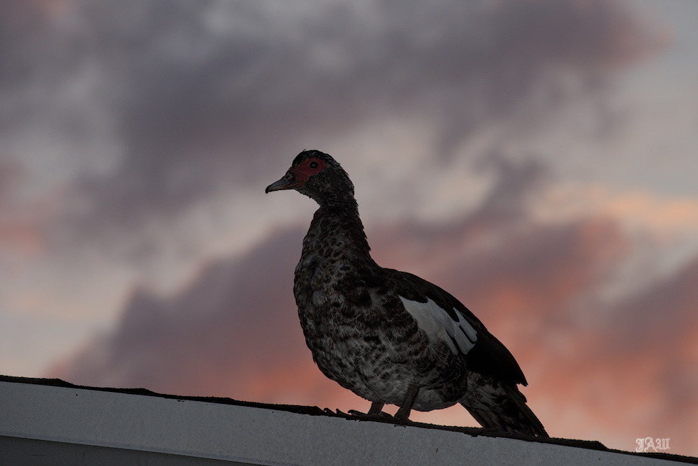 D81_4271_Bird.jpg