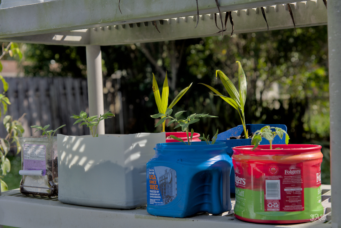 D81_4447_Plants.jpg