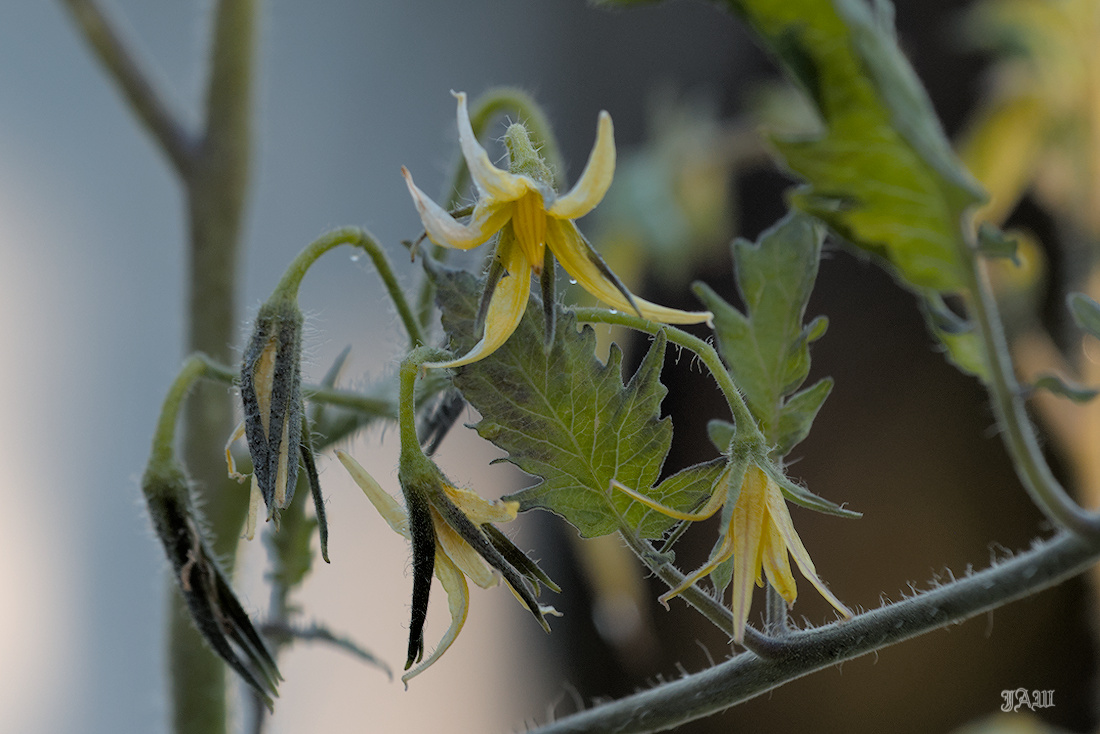 D81_4534_.jpg