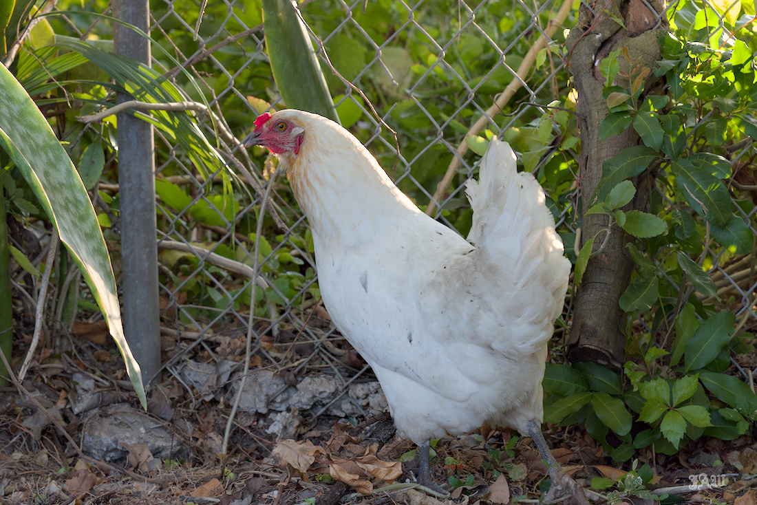 D81_4550_Bird.jpg