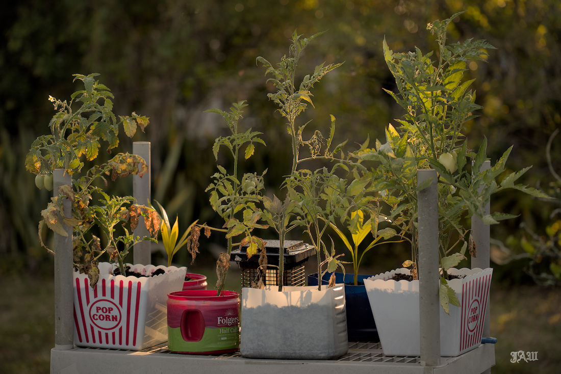 D81_4571_Plants.jpg