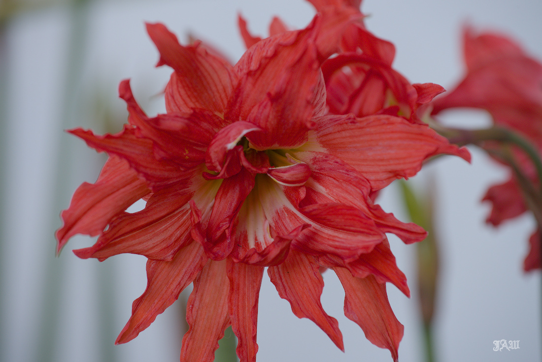 D81_4577_Flower.jpg