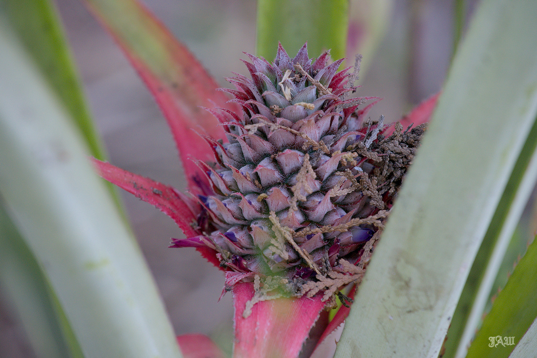 D81_4578_Plants_01.jpg