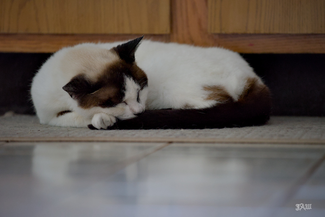 D81_4618_Tubby.jpg