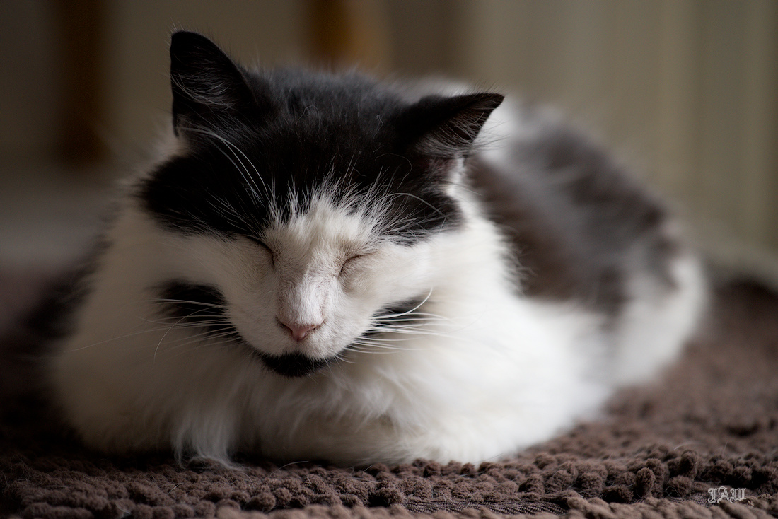 D81_4629_Charlie.jpg
