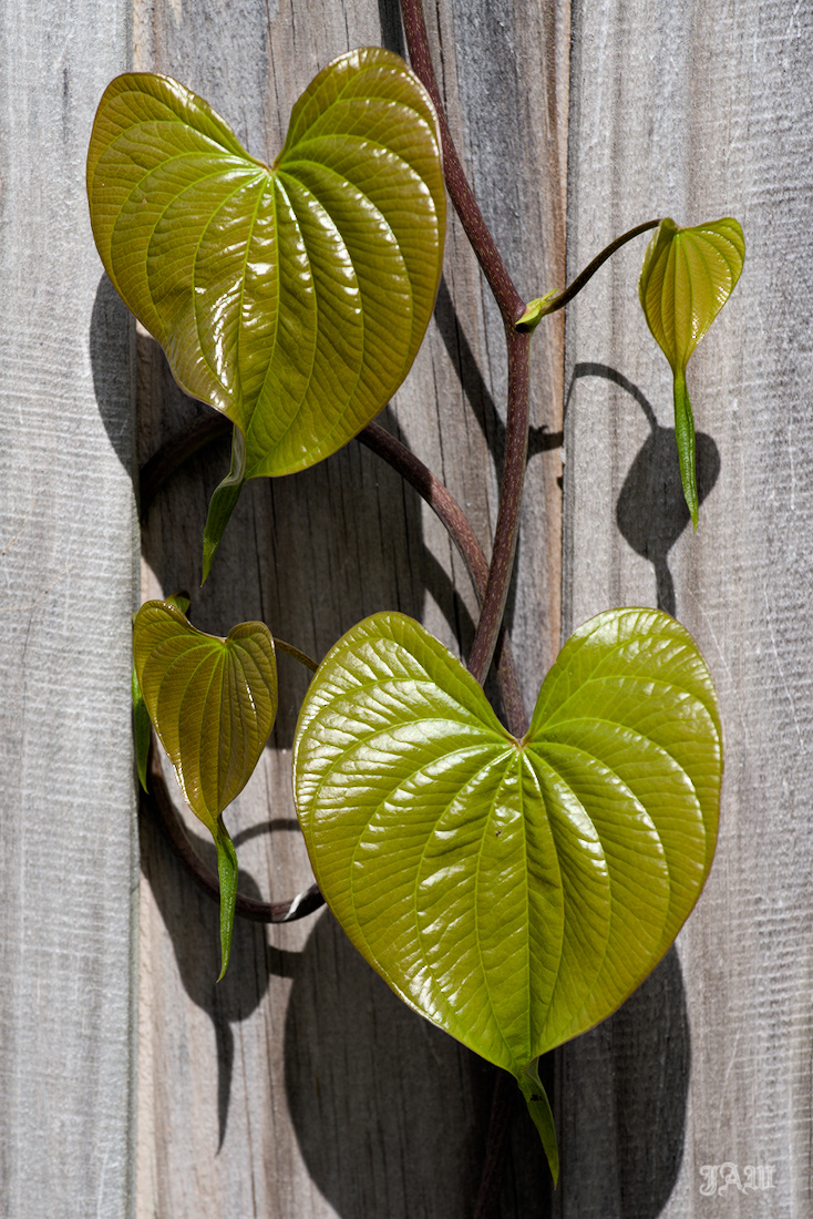 D81_4652_Plants.jpg