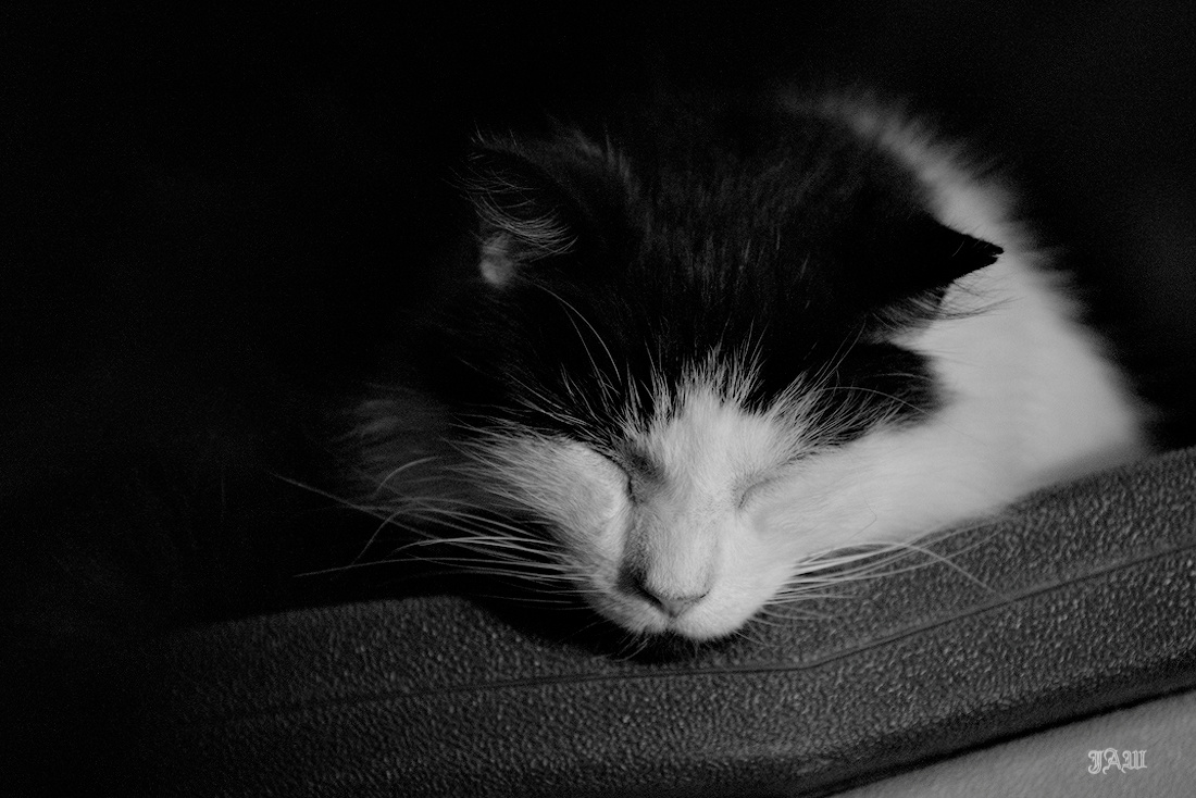D81_4654_charlie.jpg
