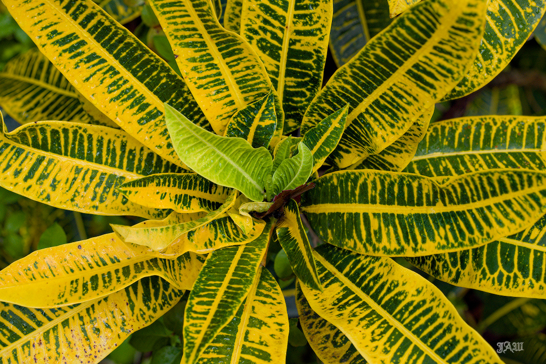 D81_4657_Plants.jpg