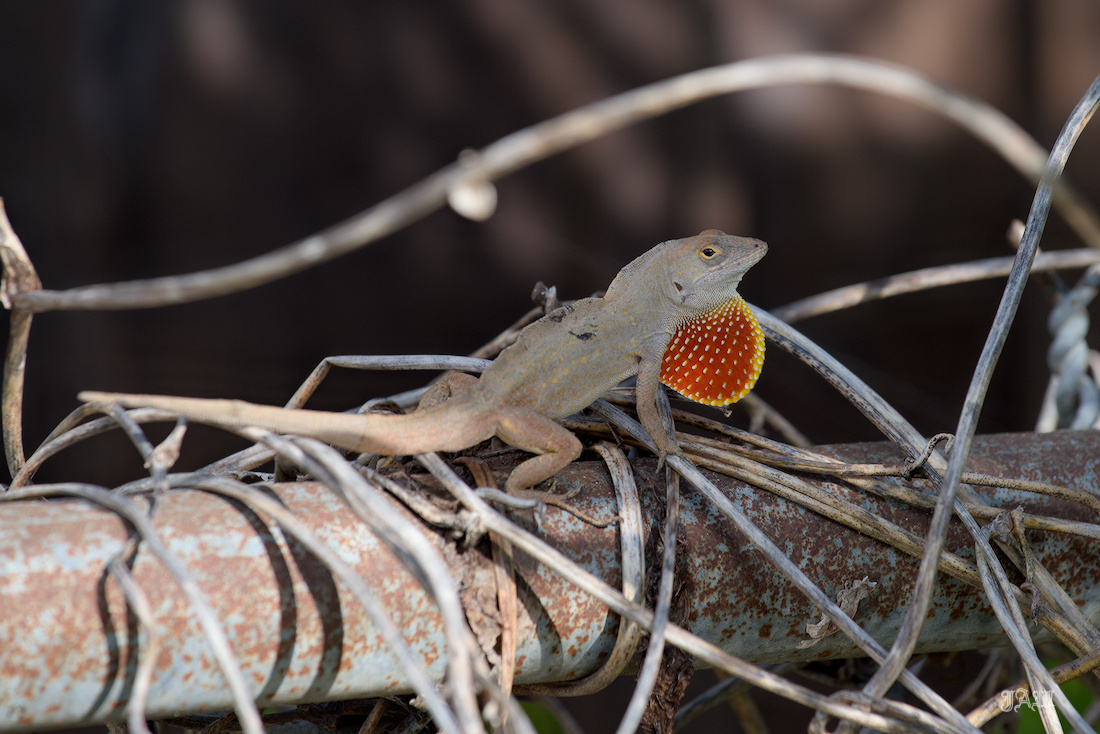 D81_4658_Animals, Reptile.jpg