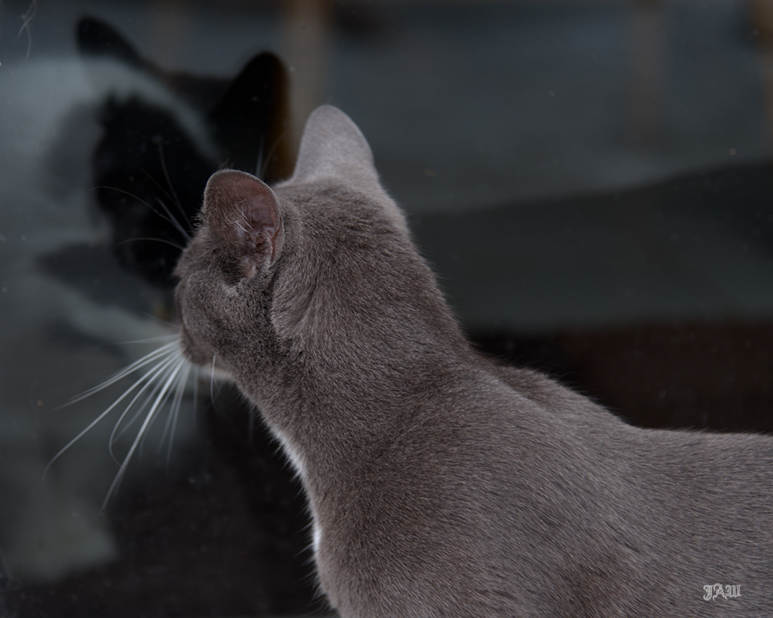 D81_5647_cats other.jpg