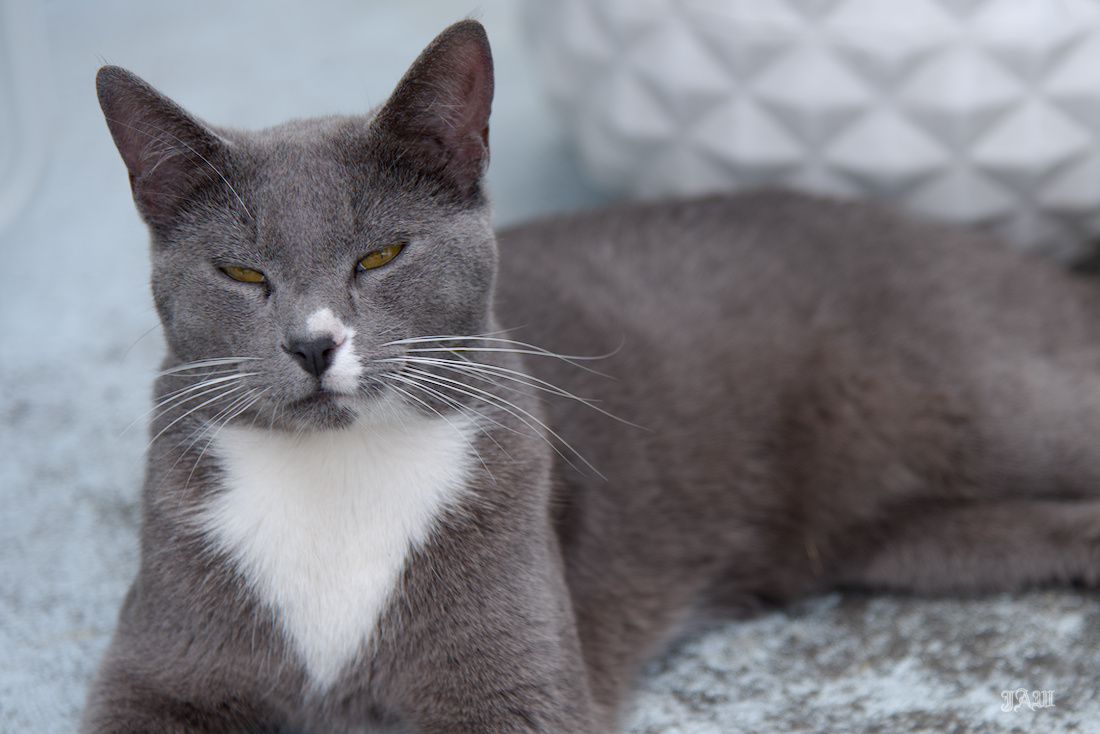 D81_5655_cats other.jpg