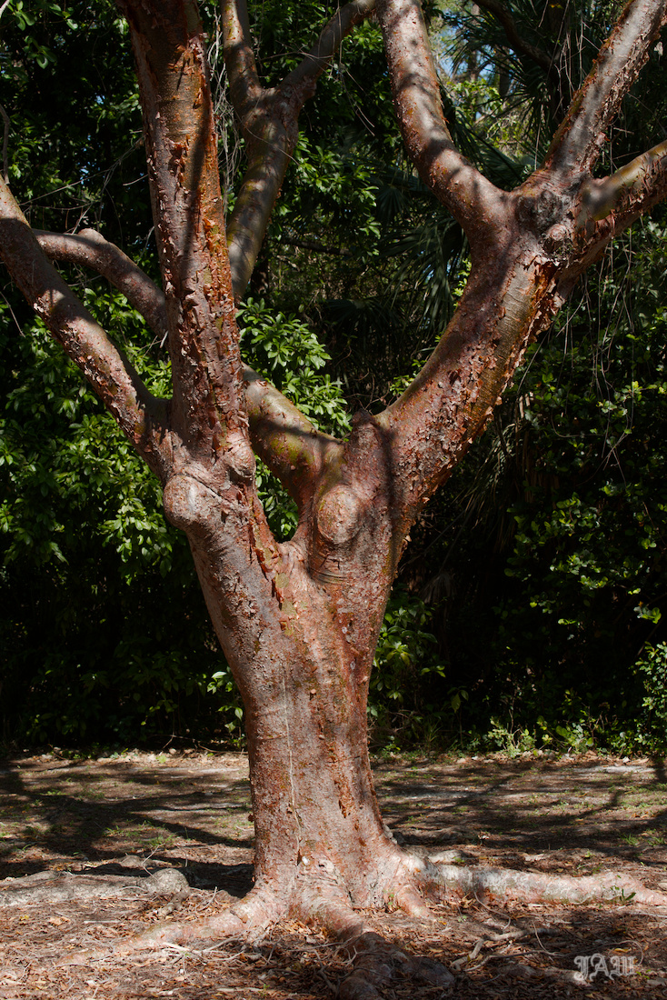 D81_5799_Tree.jpg