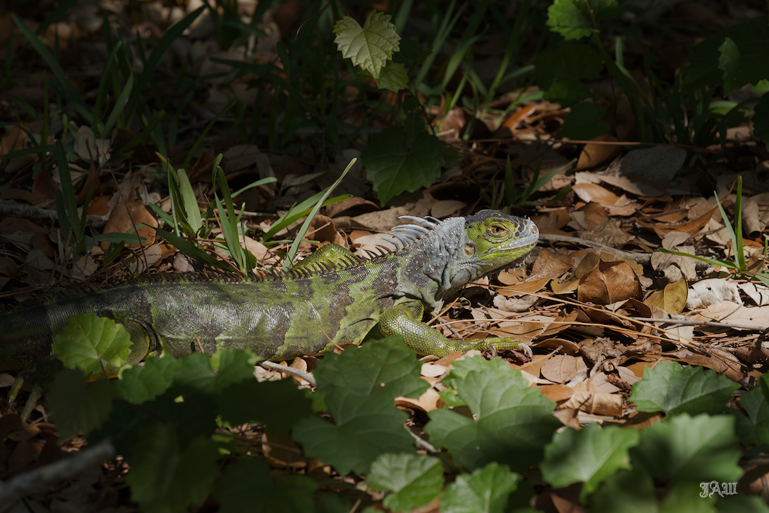D81_5805_Animal, Reptile.jpg