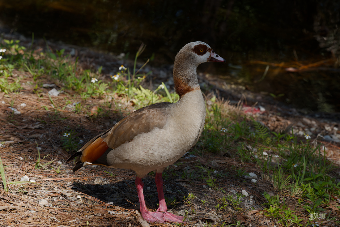 D81_5808_Bird.jpg