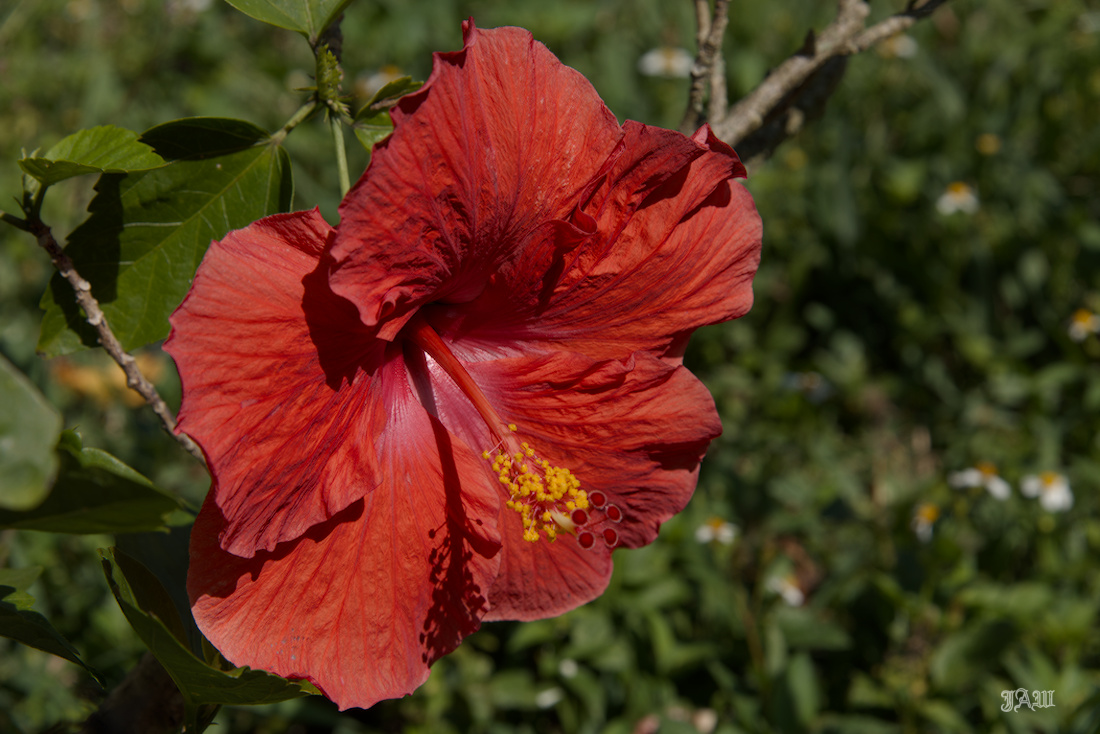 D81_5862_Flower.jpg