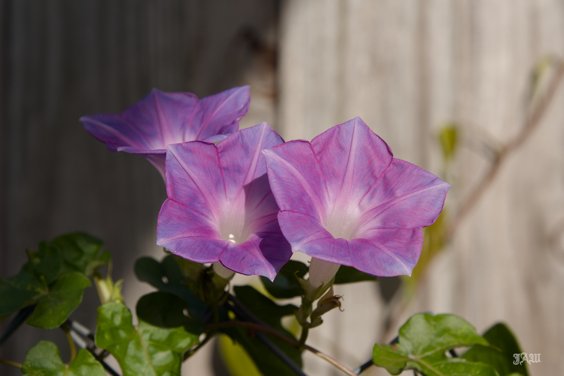 D81_5869_Flower.jpg