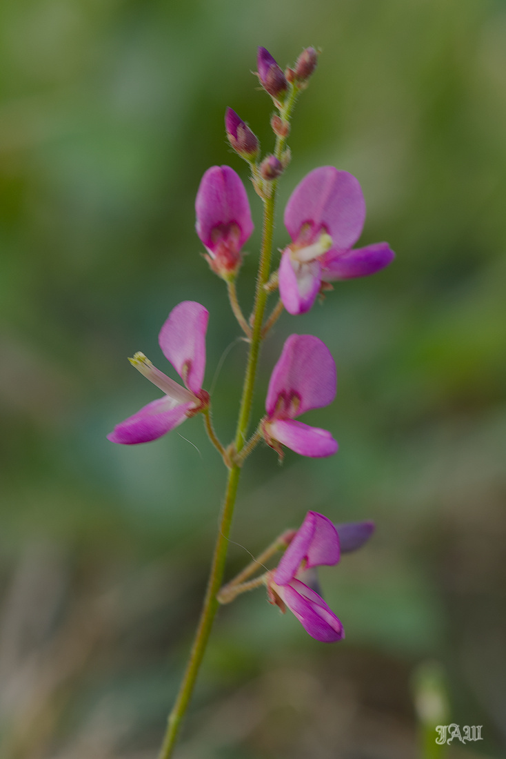 D81_5913_Flower.jpg