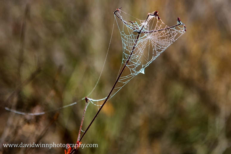 D8A_1265-Edit.jpg
