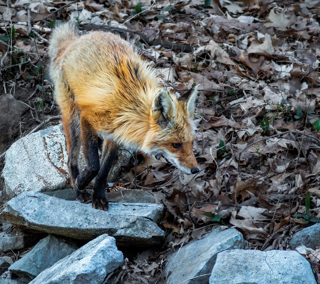 Dad Fox 2 (1 of 1).jpg