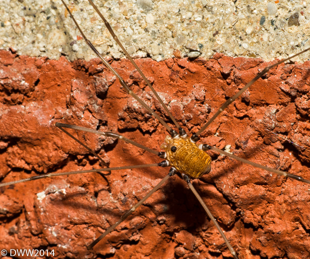Daddy Long Legs (1 of 1).jpg