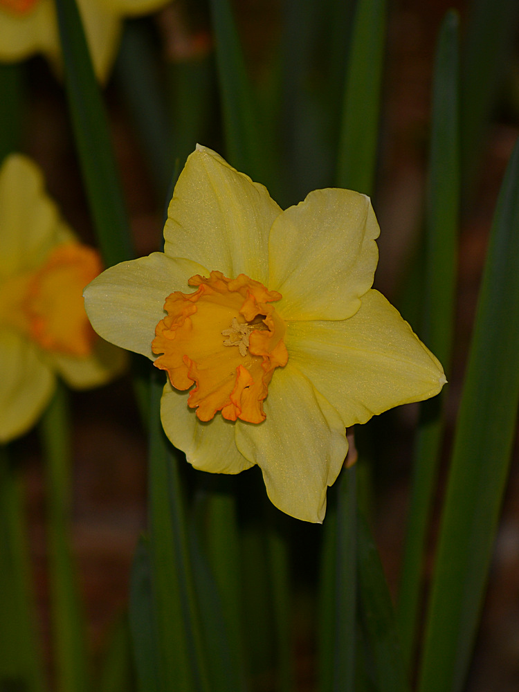 Daff.jpg