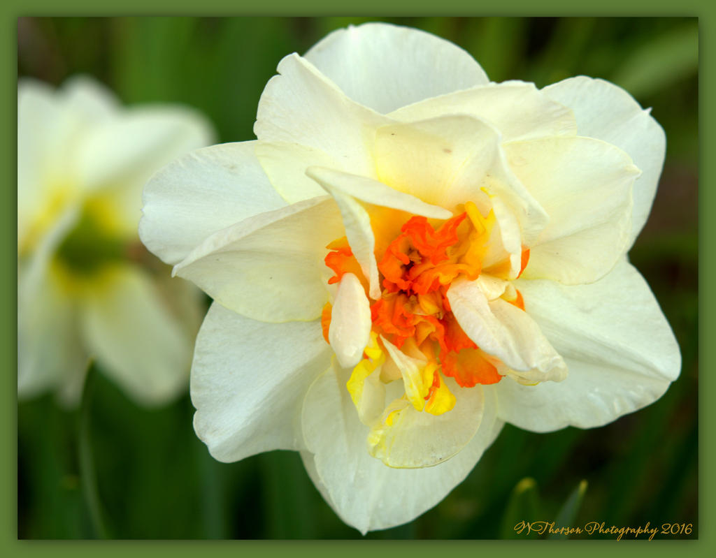 Daffodil 4-14-2016.jpg