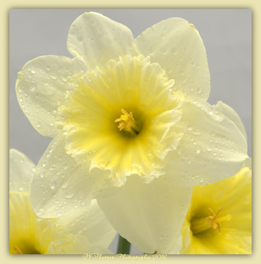 Daffodil 4-6-2016.jpg