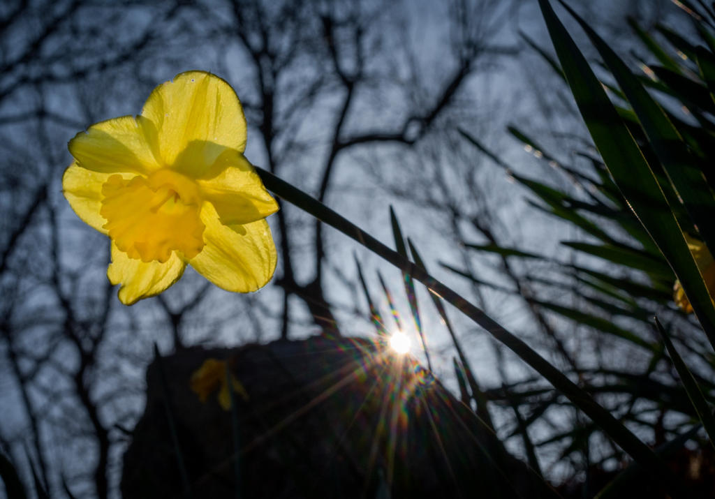 Daffodil Backlit (1 of 1).jpg