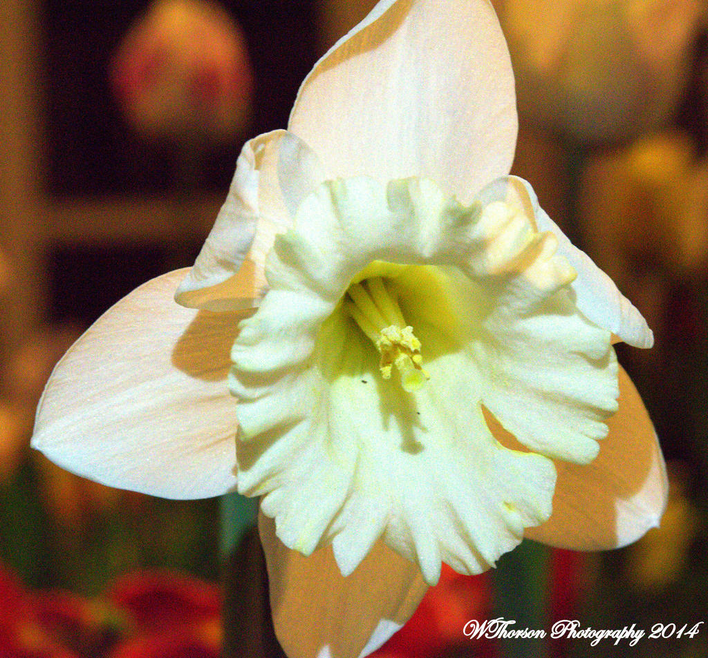 Daffodil.jpg