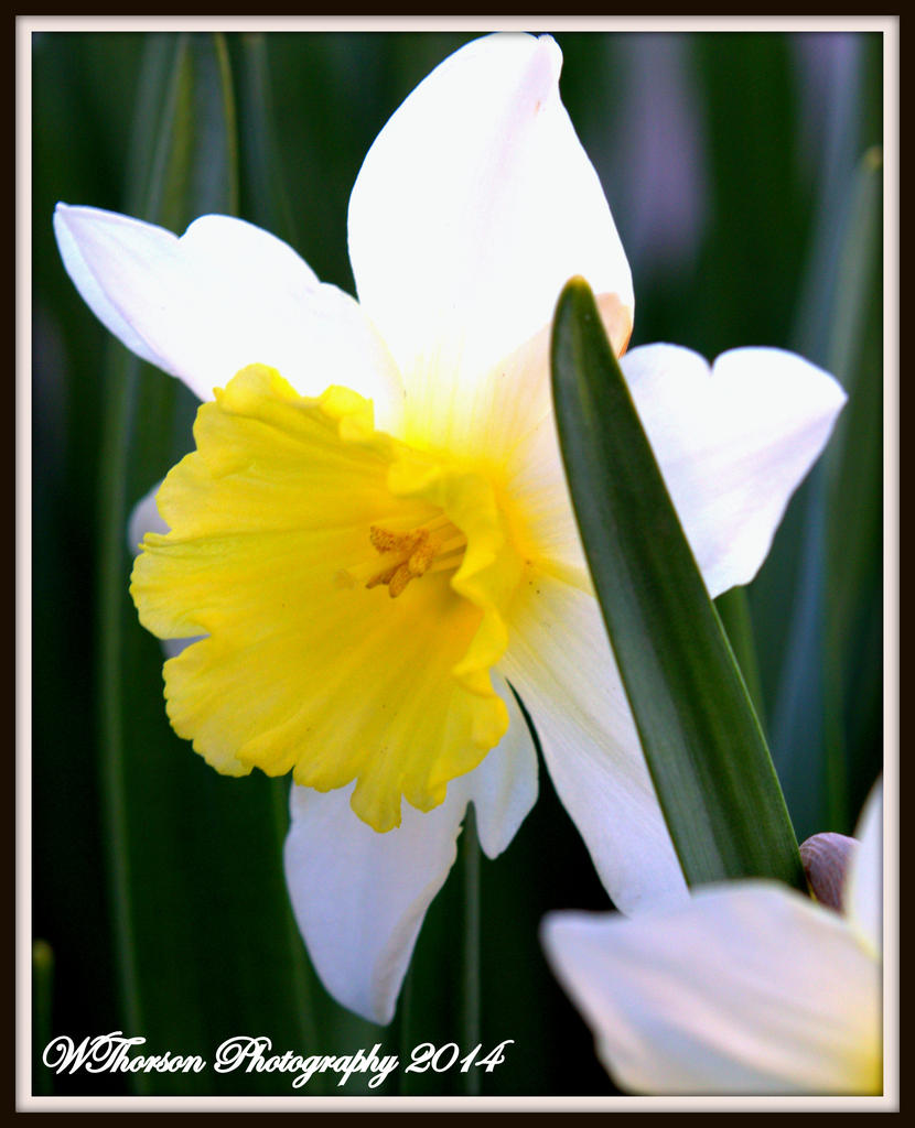 Daffodil.jpg