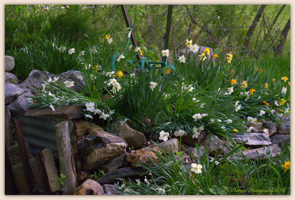 Daffodill Garden 4-24-2016.jpg