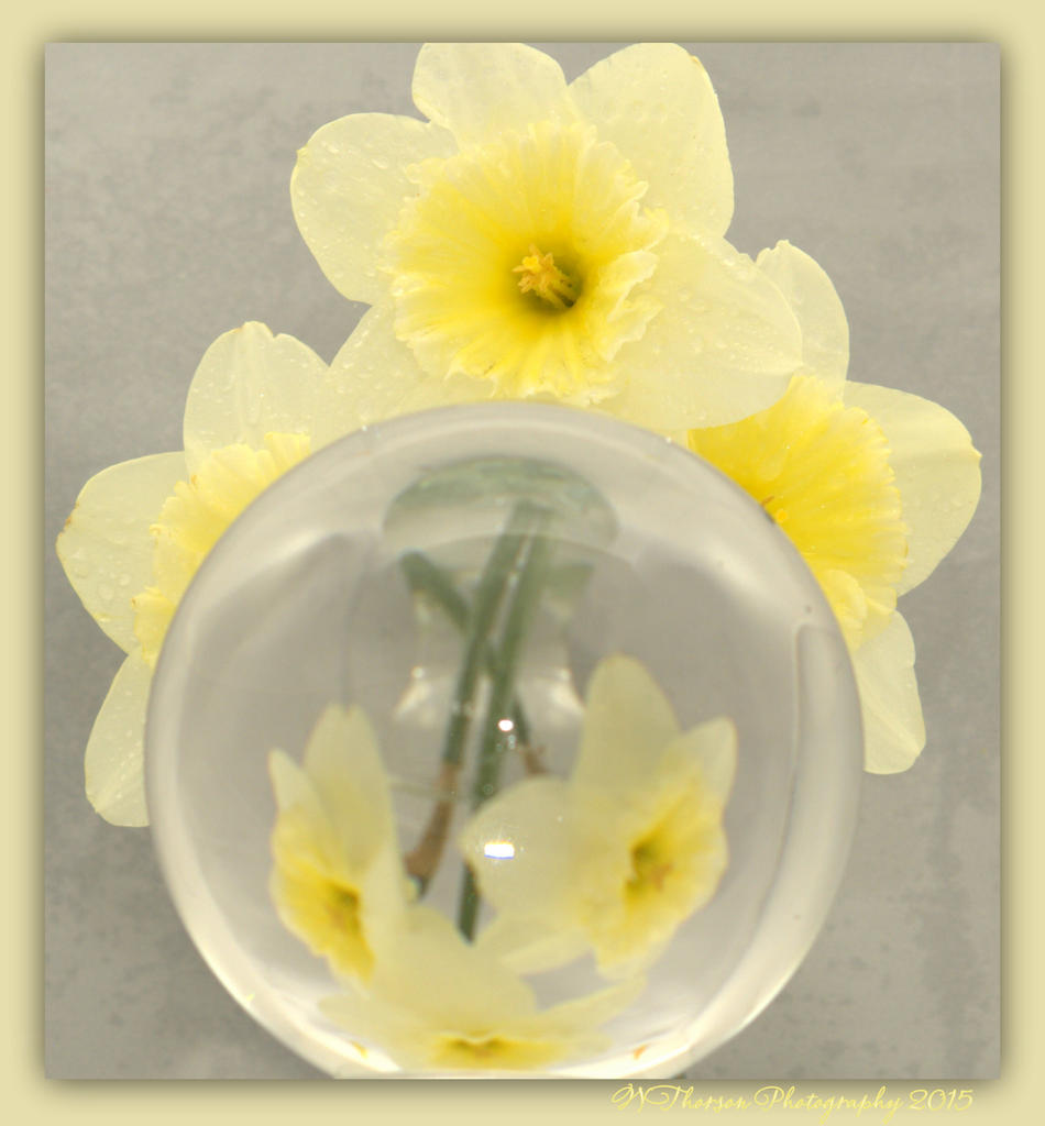Daffodills and a Crystal Ball 4-6-2016.jpg